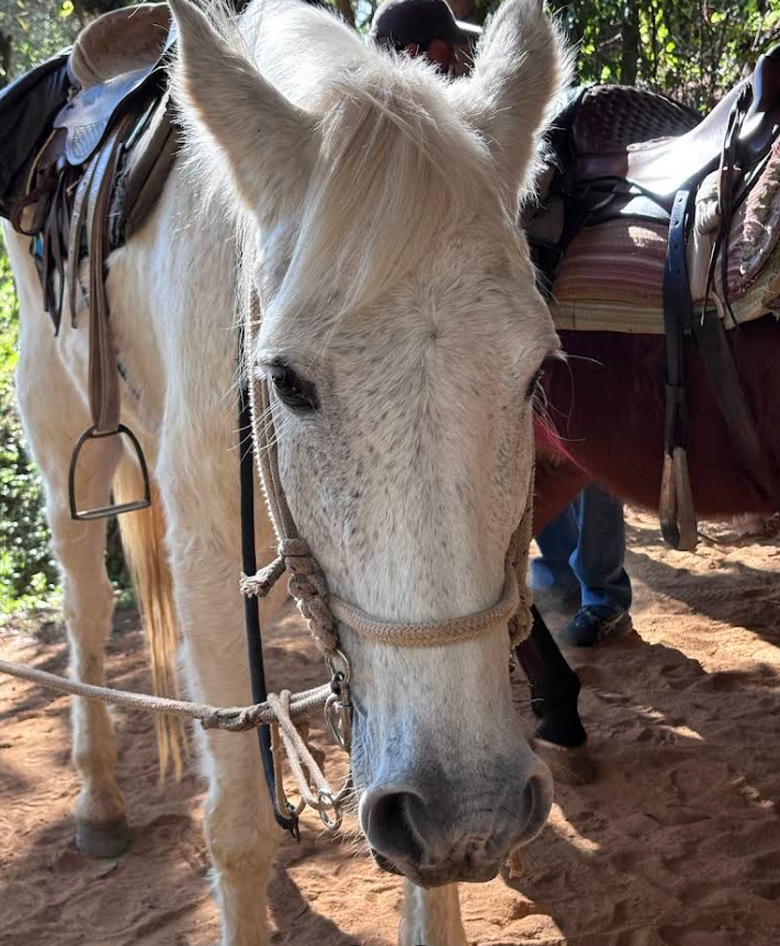 CAVALGADA